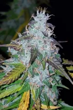 CALIFORNIAN SNOW AUTO | FAST BUDS - acquista online su Hemport
