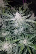 MEXICAN AIRLINES AUTO | FAST BUDS - acquista online su Hemport