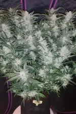 MEXICAN AIRLINES AUTO | FAST BUDS - acquista online su Hemport