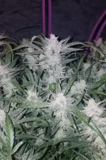 MEXICAN AIRLINES AUTO | FAST BUDS - acquista online su Hemport