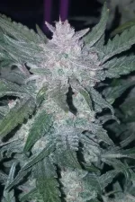 MEXICAN AIRLINES AUTO | FAST BUDS - acquista online su Hemport