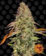 ZKITTLEZ OG AUTO™ | BARNEY’S FARM - acquista online su Hemport