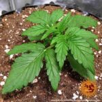 ZKITTLEZ OG AUTO™ | BARNEY’S FARM - acquista online su Hemport