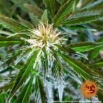 ZKITTLEZ OG AUTO™ | BARNEY’S FARM - acquista online su Hemport
