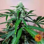 ZKITTLEZ OG AUTO™ | BARNEY’S FARM - acquista online su Hemport