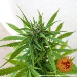 ZKITTLEZ OG AUTO™ | BARNEY’S FARM - acquista online su Hemport