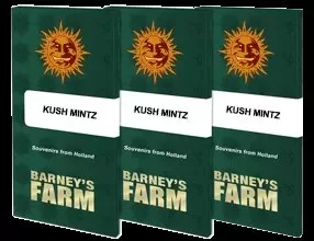 kush mintz