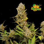 APRICOT AUTO | FAST BUDS - acquista online su Hemport