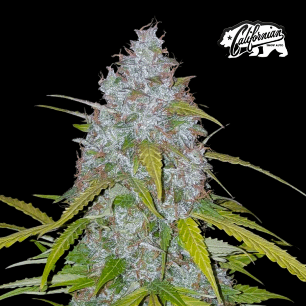 CALIFORNIAN SNOW AUTO | FAST BUDS
