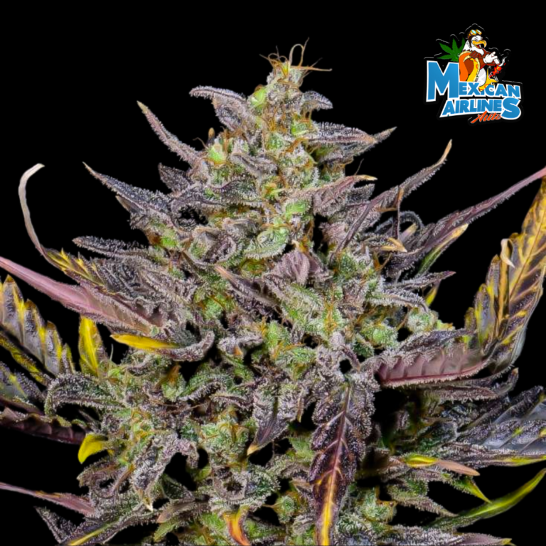 mexican airlines auto