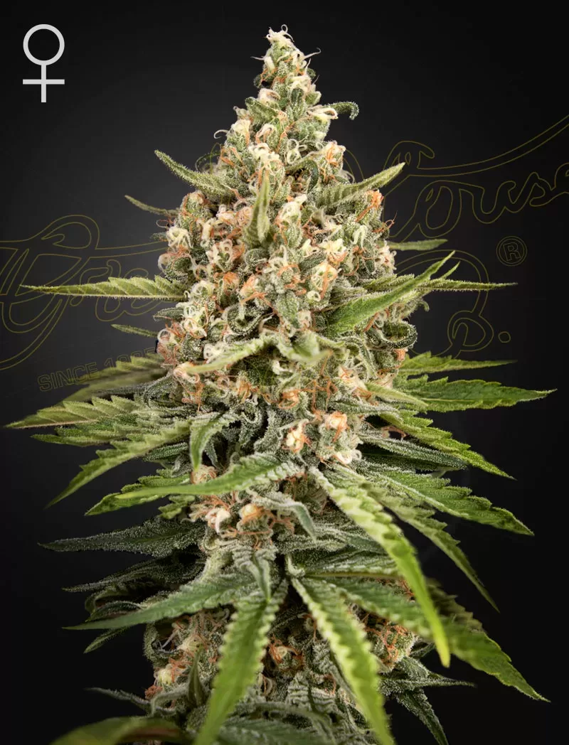 GHSC_BUBBASLUSH_WEB bubba slush