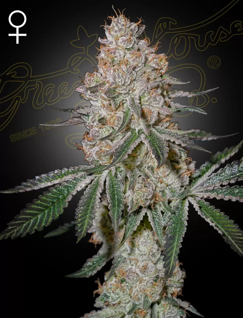HIGHCLOUDZ