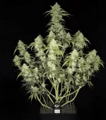 PAPAYA COOKIES AUTO | FAST BUDS - acquista online su Hemport