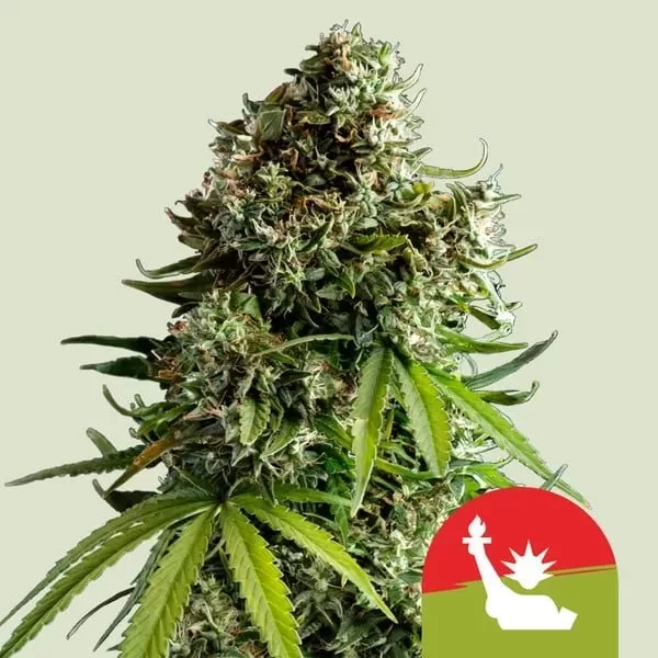 308041-jpg-webp.webp nyc sour d auto