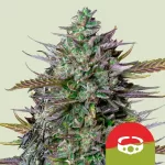 goat'lato auto
