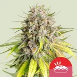 punch pie fem
