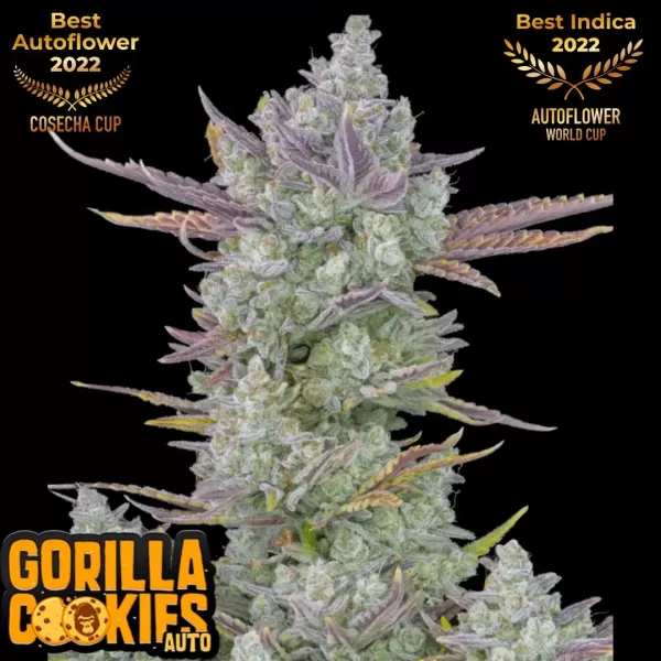 GORILLA COOKIES AUTO | FAST BUDS