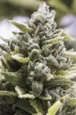 OG KUSH AUTO | HUMBOLDT - acquista online su Hemport