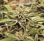 CINNAMON BUDDHA OG | HUMBOLDT - acquista online su Hemport