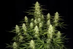 PAPAYA COOKIES AUTO | FAST BUDS - acquista online su Hemport
