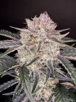 STRAWBERRY GORILLA AUTO | FAST BUDS - acquista online su Hemport