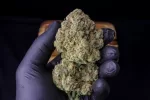 STRAWBERRY GORILLA AUTO | FAST BUDS - acquista online su Hemport