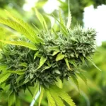 mango og auto