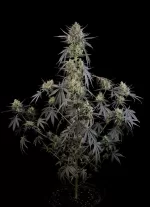 POUND CAKE AUTO | FAST BUDS - acquista online su Hemport