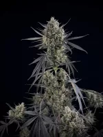 POUND CAKE AUTO | FAST BUDS - acquista online su Hemport