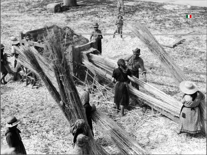 storia della canapa: fase della stigliatura