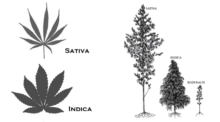 cannabis indica e sativa