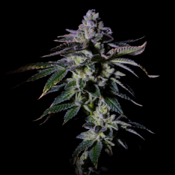 GAS MINT | GRATEFUL SEEDS - 5 SEMI + 2 FREE