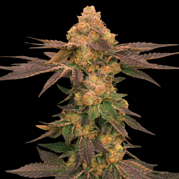 MELTED RAINBOW | GRATEFUL SEEDS - 5 SEMI + 2 FREE