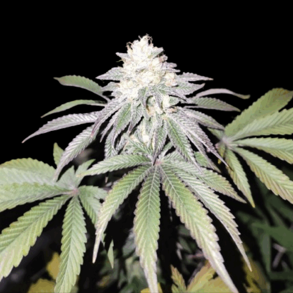 MIND FUELZ | GRATEFUL SEEDS - 3 SEMI