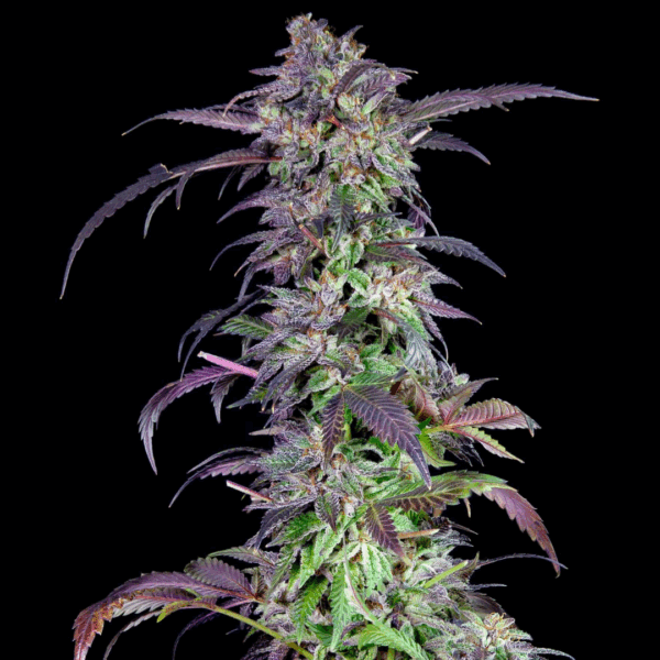 ORANGINA | GRATEFUL SEEDS - 3 SEMI