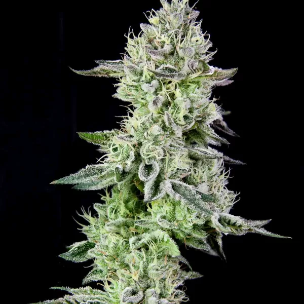 BARBARA’S PIE | GRATEFUL SEEDS - 3 SEMI