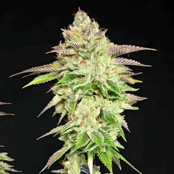 MELON MADNESS | GRATEFUL SEEDS - 3 SEMI