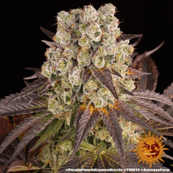 PURPLE PUNCH X LEMON DRIZZLE | BARNEY'S FARM