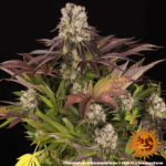 PURPLE PUNCH X LEMON DRIZZLE | BARNEY'S FARM - acquista online su Hemport