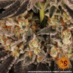 PURPLE PUNCH X LEMON DRIZZLE | BARNEY'S FARM - acquista online su Hemport