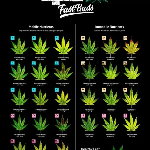 POSTER FAST BUDS