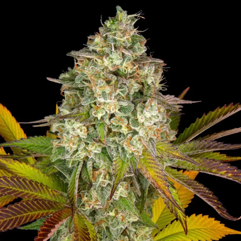 COOKIES KUSH AUTO | BARNEY'S FARM - 1 SEME - acquista online su Hemport