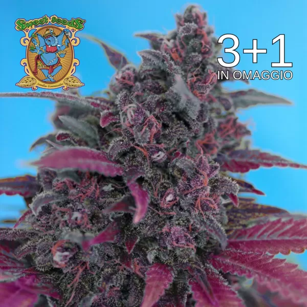 DARK DEVIL AUTO | SWEET SEEDS - 3+1 OMAGGIO