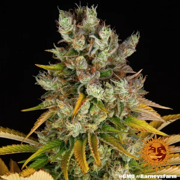 GMO AUTO | BARNEY'S FARM