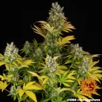 GMO AUTO | BARNEY'S FARM - acquista online su Hemport
