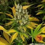 GMO AUTO | BARNEY'S FARM - acquista online su Hemport