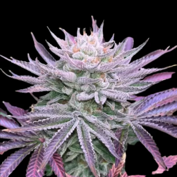 NASTY RUNTZ | GRATEFUL SEEDS - 3 SEMI