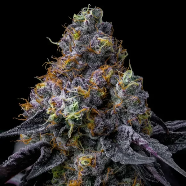 RAINBOW SHERBET | BARNEY'S FARM - 3 SEMI