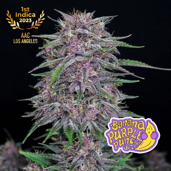 BANANA PURPLE PUNCH AUTO | FASTBUDS