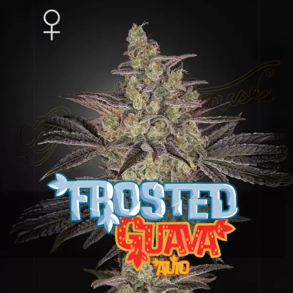 FROSTED GUAVA AUTO | GREEN HOUSE
